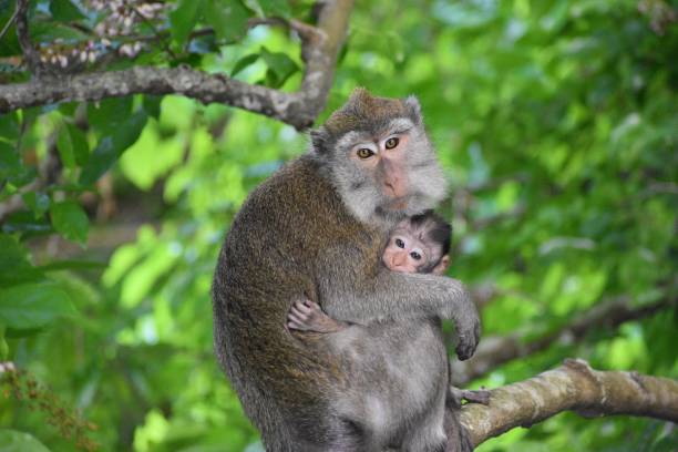 istock Closeup of macaque monkey hugging baby and perching on tree 1450682003