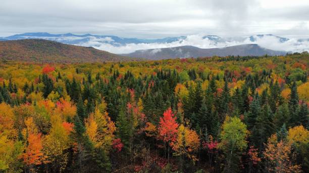 istock Forest with lots of trees and mountains in the background 1450682097