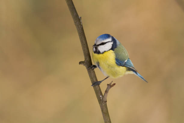 istock Bird - Bluetit on winter blue background, winter time Poland Europe 1450682231