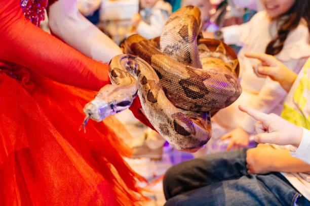 a python in the hands of an actress at a performance for children with animals.