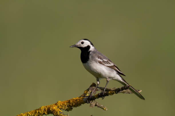 istock Bird white wagtail Motacilla alba small bird with long tail on blurred background, Poland Europe 1450682759