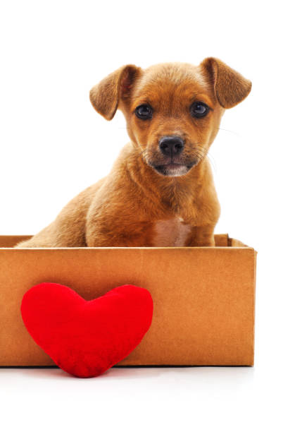 istock Puppy in a box with a heart. 1450682805