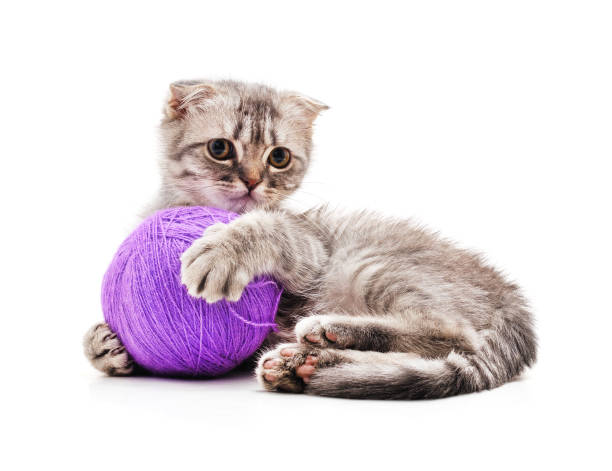 istock Cat with ball of yarn. 1450682812