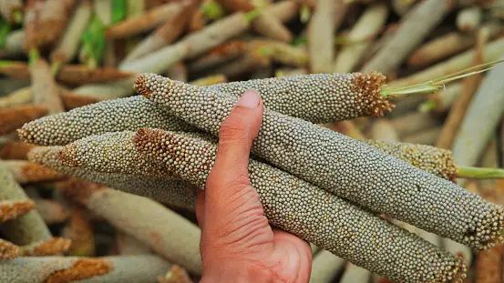 Bajra Roti: A Nutrient-Rich Grain Transforming Wellbeing Bajra Roti: A Nutrient-Rich Grain Transforming Wellbeing
