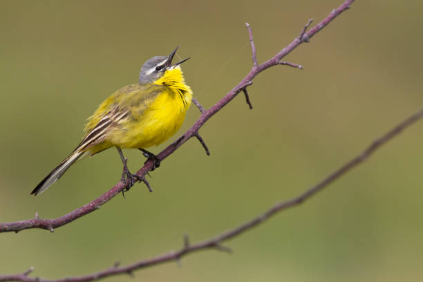 istock Bird - Yellow Wagtail on green meadow, Poland Europe 1450683075