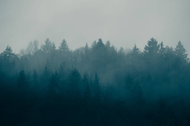 istock Forest mountain misty morning nature background 1450685900