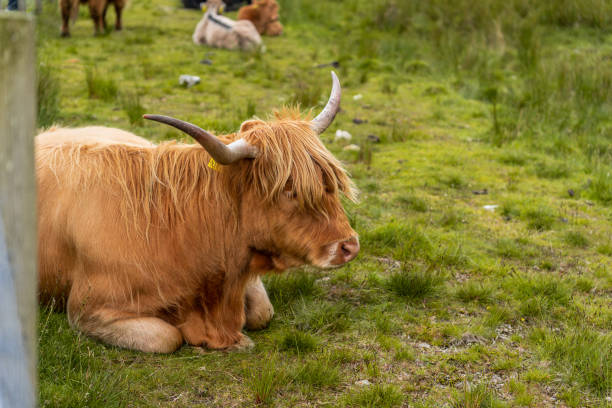 istock Highland cattle lying on the grass in the field. 1450686645