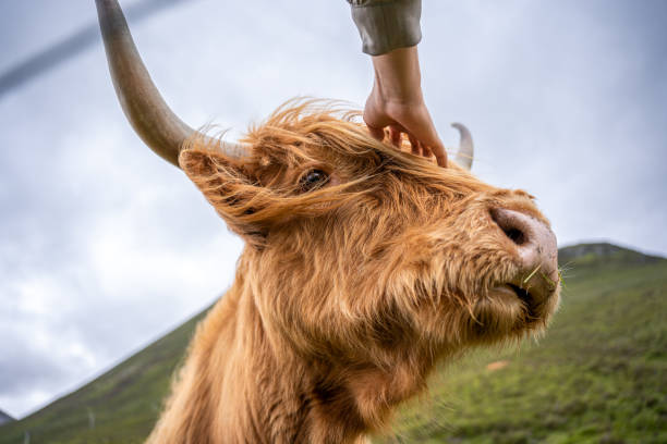 istock Highland cattle portrait behind a fence. 1450686683