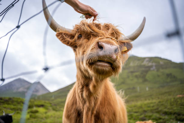 istock Highland cattle portrait behind a fence. 1450686685