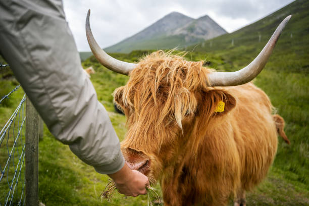 istock Highland cattle eating from the hand behind a fence. 1450686691