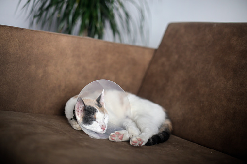 Domestic European shorthair female calico kitten, about six months old, wearing a plastic cone after neutering surgery.