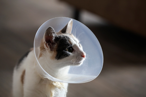 Domestic European shorthair female calico kitten, about six months old, wearing a plastic cone after neutering surgery.