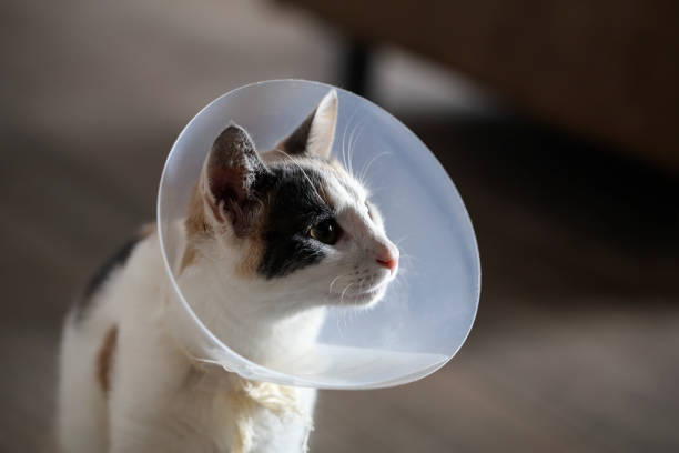 Cat wearing a cone after neutering stock photo