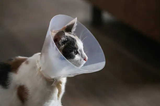 Photo of Cat wearing a cone after surgery