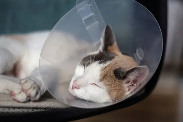 Photo of Cat relaxing after surgery