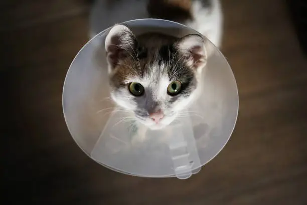 Photo of Cat wearing a cone after surgery