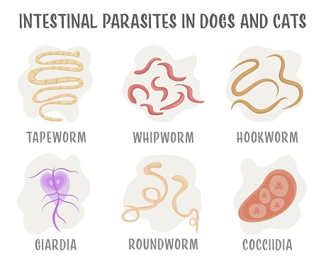 Common internal parasites in dog and cats. Roundworms, hookworms, tapeworms. Medical veterinarian infographics. Useful information in cartoon style. Vector illustration. Horizontal poster