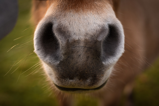 A close-up of a brown horse