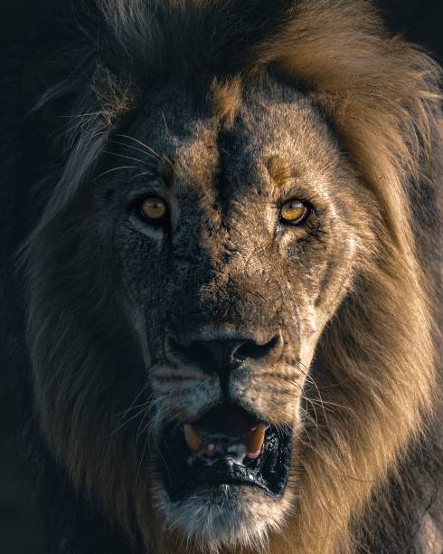istock Vertical closeup of a roaring lion 1450692304