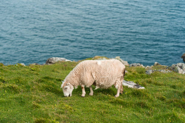 istock White Sheep eating grass in a field 1450692413