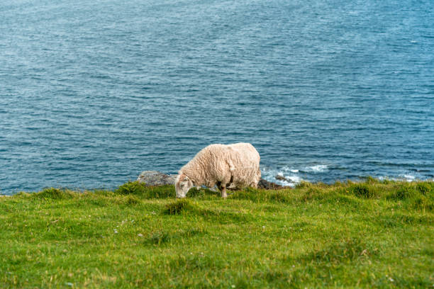 istock White Sheep eating grass in a field 1450692418