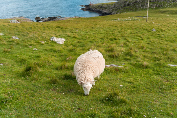istock White Sheep eating grass in a field 1450692451