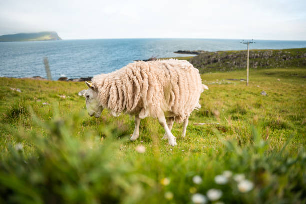 istock White Sheep eating grass in a field 1450692454