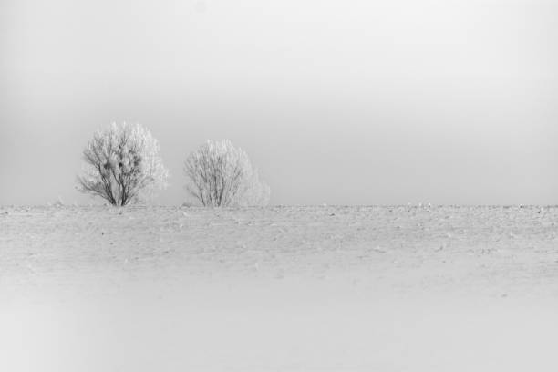 istock Snow and winter in white and black colors. 1450693415