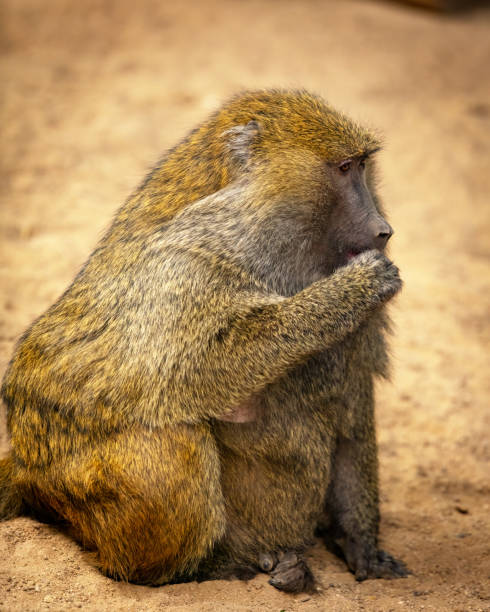 istock Baboon eating a nut sitting on the ground 1450693423