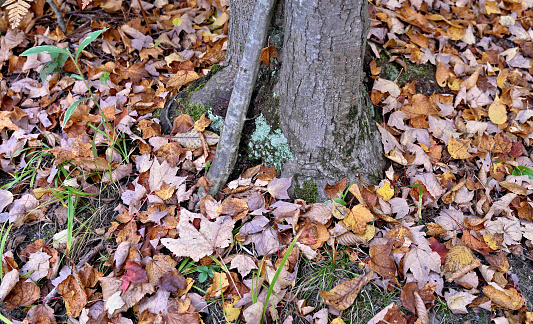Close-up view bottom of tree trunk with ground covered in fallen leaves during autumn season from mostly maple trees.