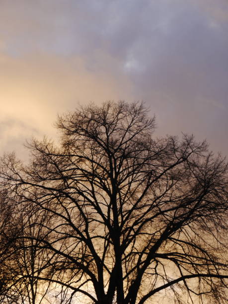 istock Dried and withered tree with background of sunset sky 1450695078