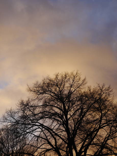 istock Dried and withered tree with background of sunset sky 1450695103