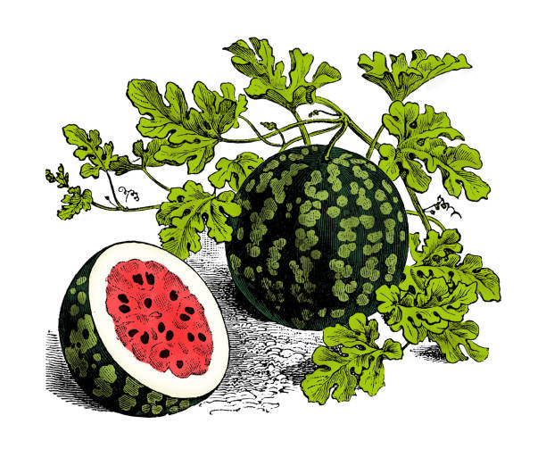 Vegetables plants antique engraving color illustration: Watermelon
