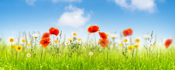 prato di fiori estivo idilliaco contro cielo blu, papaveri rossi e fiori di camomilla bianca in campo selvaggio, banner decorativo carta da parati floreale - chamomile flower field chamomile plant foto e immagini stock