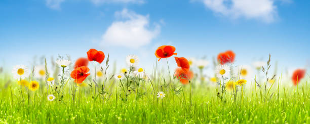 idylliczna letnia łąka kwiatowa na tle błękitnego nieba, czerwone maki i białe kwiaty rumianku na dzikim polu, baner dekoracyjny z tapetą kwiatową - flower red poppy sky zdjęcia i obrazy z banku zdjęć