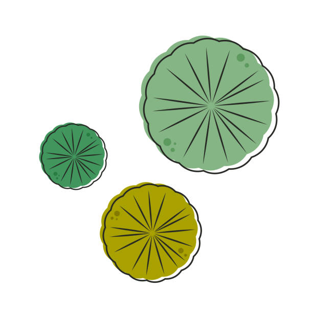160+ Lotus Flower Free Cartoon Stock Photos, Pictures & Royalty-Free