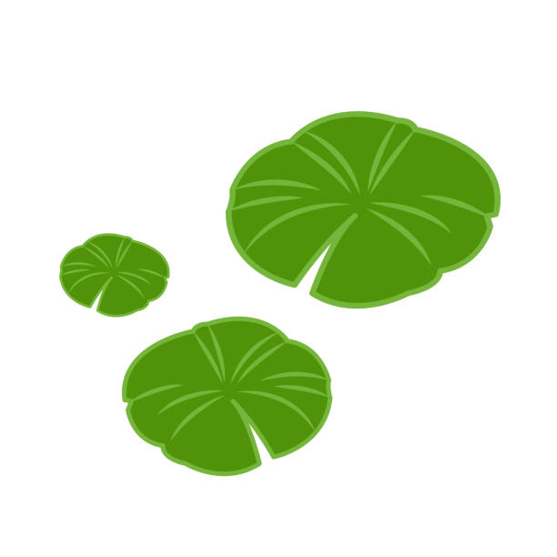 160+ Lotus Flower Free Cartoon Stock Photos, Pictures & Royalty-Free
