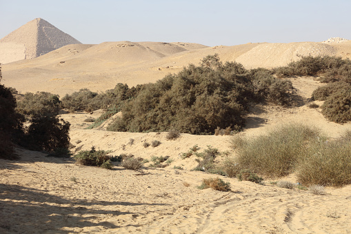 Pyramid, Desert, Sand, and Wild plants