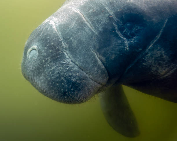 istock West Indian Manatee (Trichechus manatus) in Crystal River, Florida, USA 1450707852