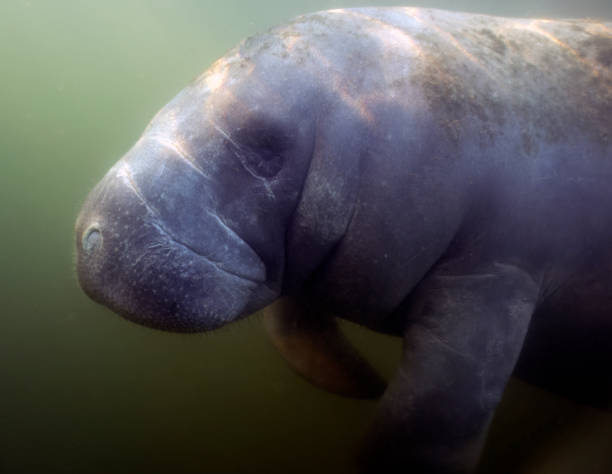 istock West Indian Manatee (Trichechus manatus) in Crystal River, Florida, USA 1450707873