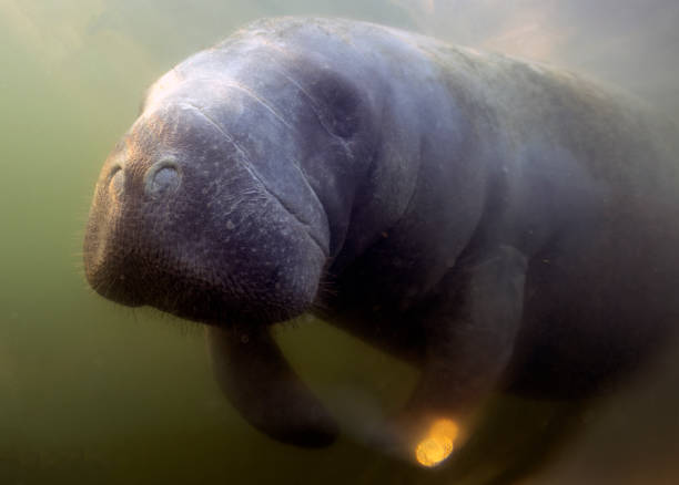 istock West Indian Manatee (Trichechus manatus) in Crystal River, Florida, USA 1450707891