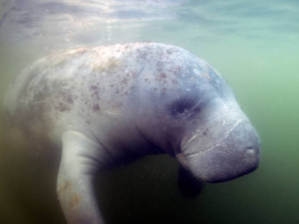 istock West Indian Manatee (Trichechus manatus) in Crystal River, Florida, USA 1450707911