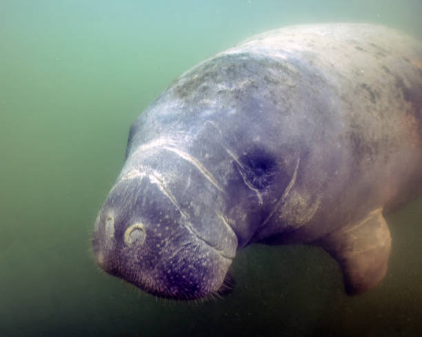 istock West Indian Manatee (Trichechus manatus) in Crystal River, Florida, USA 1450708463