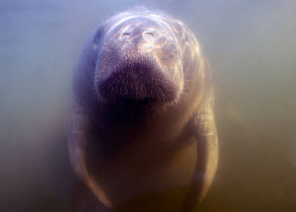 istock West Indian Manatee (Trichechus manatus) in Crystal River, Florida, USA 1450708474