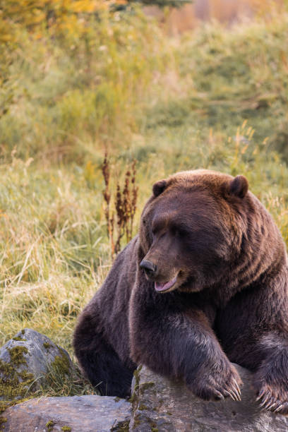 istock Grizzly Bear Alaska Girdwood Anchorage 1450709323