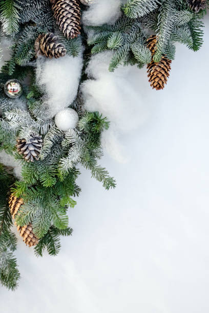 istock Fir tree with cone isolated on white background. Christmas background. Top view with copy space 1450709628