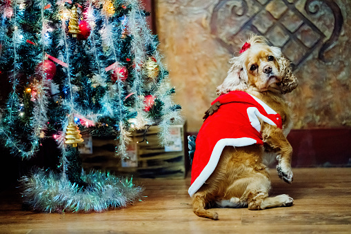 Cute funny Cocker Spaniel dog in Santa Claus suit sitting next to the Christmas tree