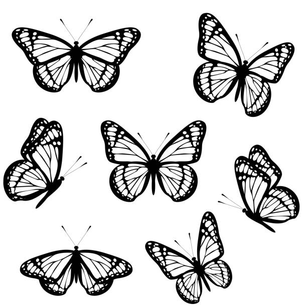 白い背景に白黒のオオカバマダラのセット。ベクターイラスト - butterfly monarch butterfly isolated flying点のイラスト素材／クリップアート素材／マンガ素材／アイコン素材