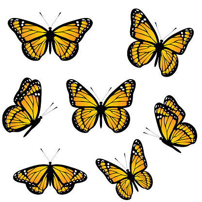 Set of monarch butterflies isolated on white background. Realistic vector illustration