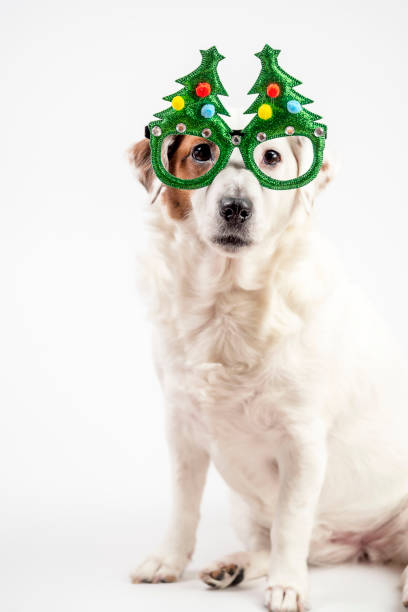 istock White dog sitting in funny Christmas tree glasses . 1450714372